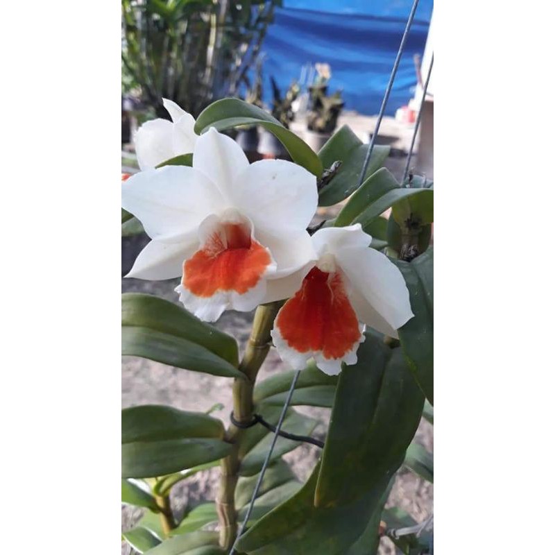 Hoa lan damry - cây lớn