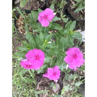 cây dừa cạn bầu đất không chậu