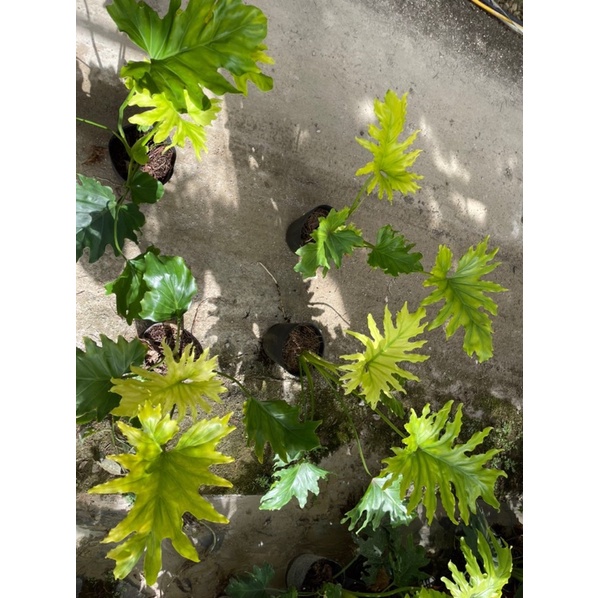 Chậu cứng Philodendron selloum - Thanh xuân vàng