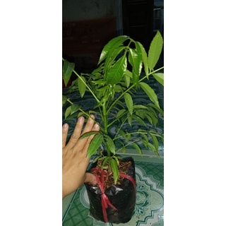 Cây giống cóc thái bịch nhỏ
