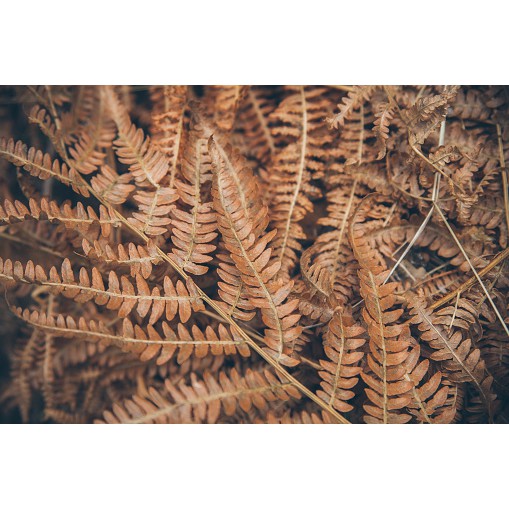 Cây Dương Xỉ Khô - Điều Trị Lang Ben, Bạch Biến (1kg)