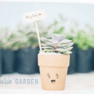 COMBO 10 CHẬU SEN ĐÁ + CHẬU ĐẤT NUNG