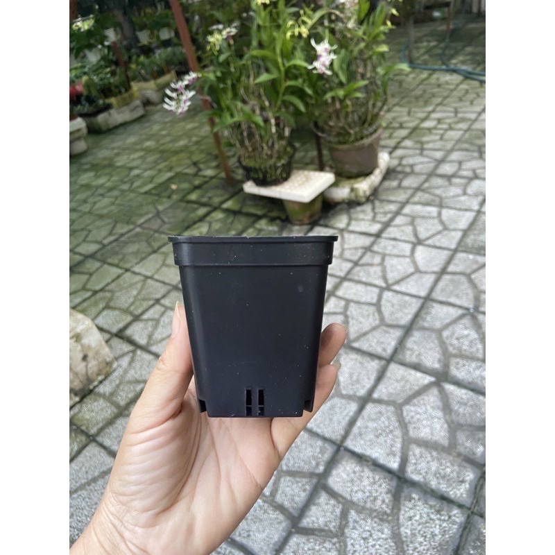 Chậu đen size 9x9cm
