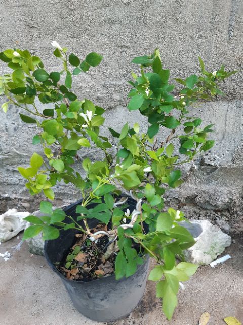 Nguyệt quế bonsai mini