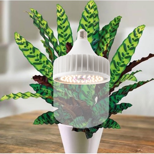 Đèn Led trồng cây Rạng Đông 50W 220V có UV, đèn quang hợp cho cây trong nhà, kích thích tăng trưởng