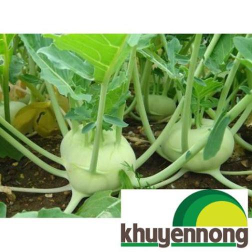 Hạt giống xu hào xanh 200 hạt