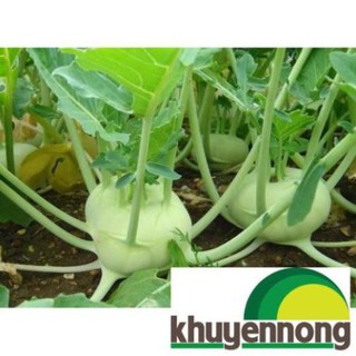 hạt giống xu hào xanh 200 hạt (su hào)