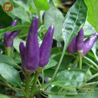 Hạt giống Ớt tím - 30 hạt