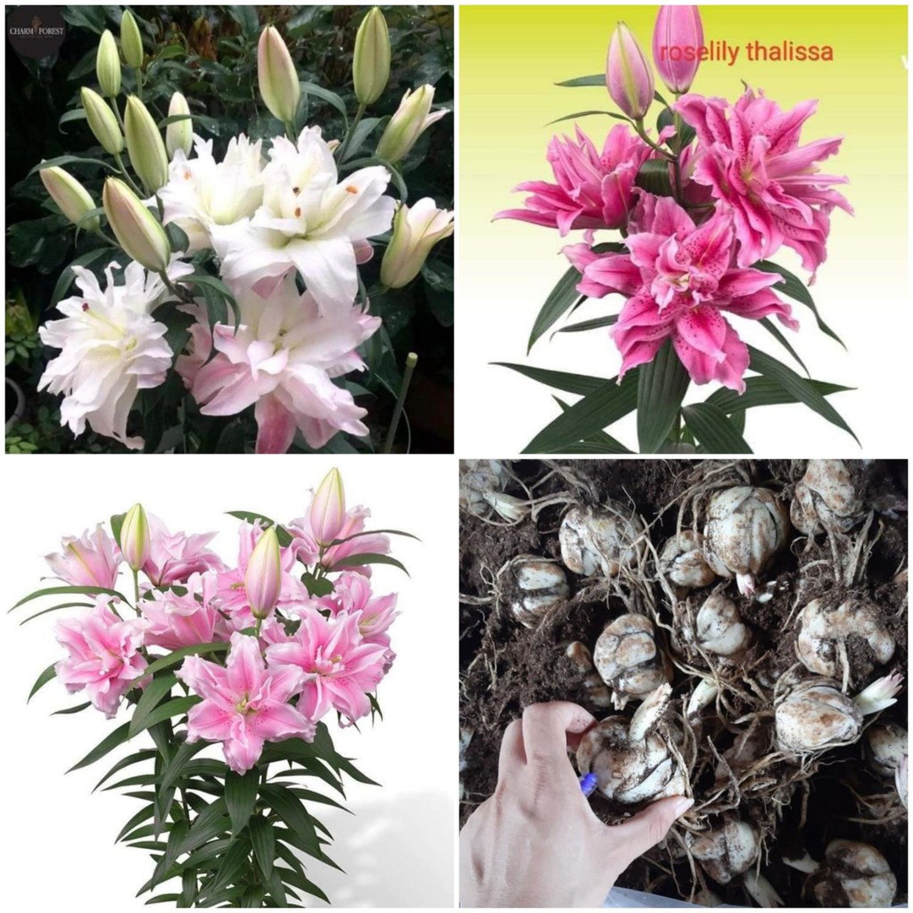 Combo 50 Củ Ly Cao Thơm (Củ Ly Giống)