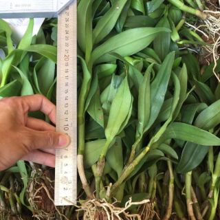 10 cây Lan dendro giống thái lan
