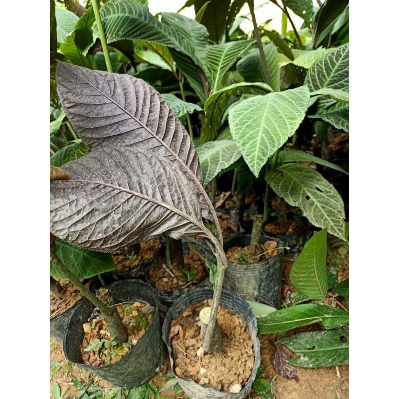 Cây khôi tía y hình