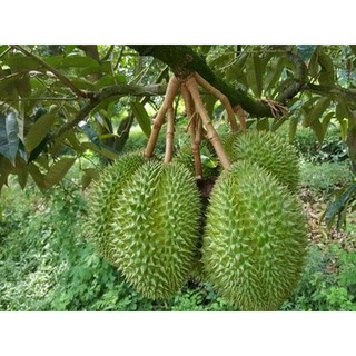 Cây Sầu Riêng Ri6 Hạt Lép