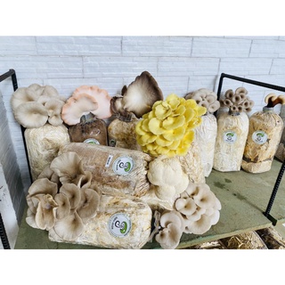 Combo 10 phôi nấm bào ngư xám giá rẻ tận gốc - thế giới sống khỏe