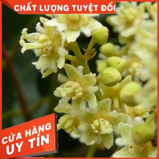 PHÂN BÓN MKP KÍCH HOA⚡️HÀNG CHÍNH HÃNG⚡️kích hoa hàng loạt, xử lý ra hoa trái vụ, tạo ngồng to dài, hoa nở đều, nụ to 2