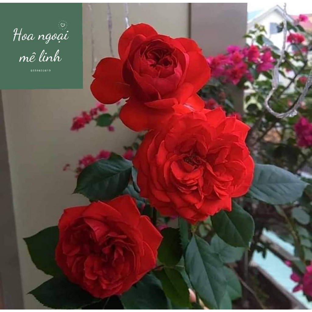 Hoa hồng ngoại red apple sắc đỏ tươi siêu đẹp-Hoangoaimelinh