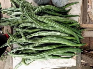 HẠT GIỐNG LẶC LÈ THÁI LAN