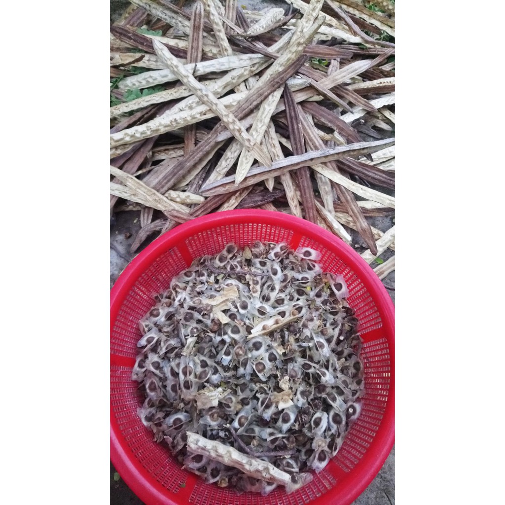 Hạt giống cây chùm ngây