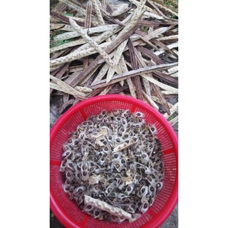 Hạt giống cây chùm ngây