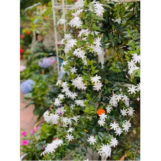 Cây giống nguyệt quế leo - UtNho