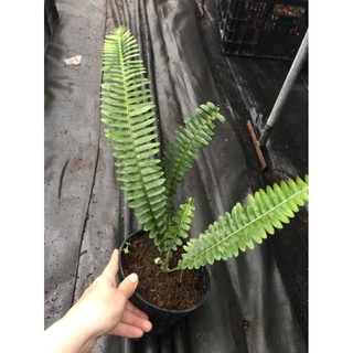 Chậu cứng Dương xỉ lá me