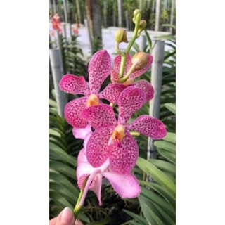 Lan mokara siêng hoa nhiều màu