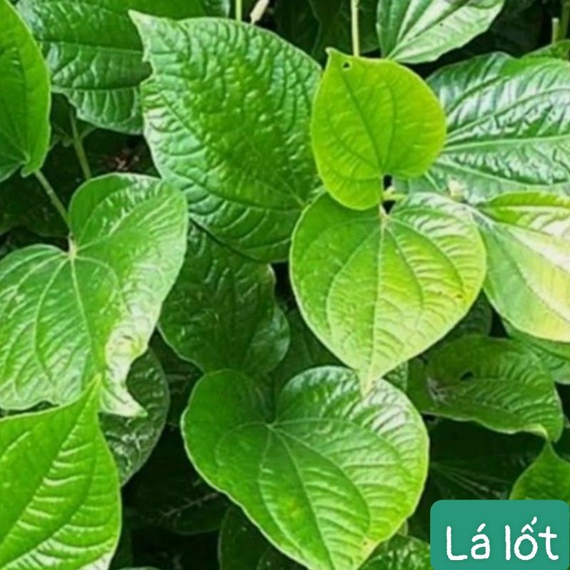 Lá lốt tươi