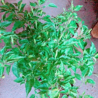 Bụi ớt xiêm cho sai trái