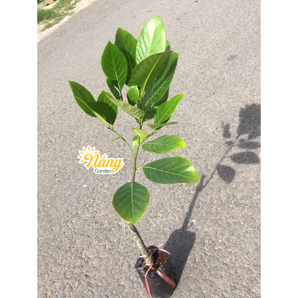 Cây Mít trái dài Malaysia