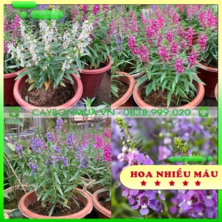 [CÂY F1] Cây violet Nhật - Angelonia goyazensis Benth  giống đã có hoa như hình, được lựa chọn màu, cây cao từ 15-20cm.