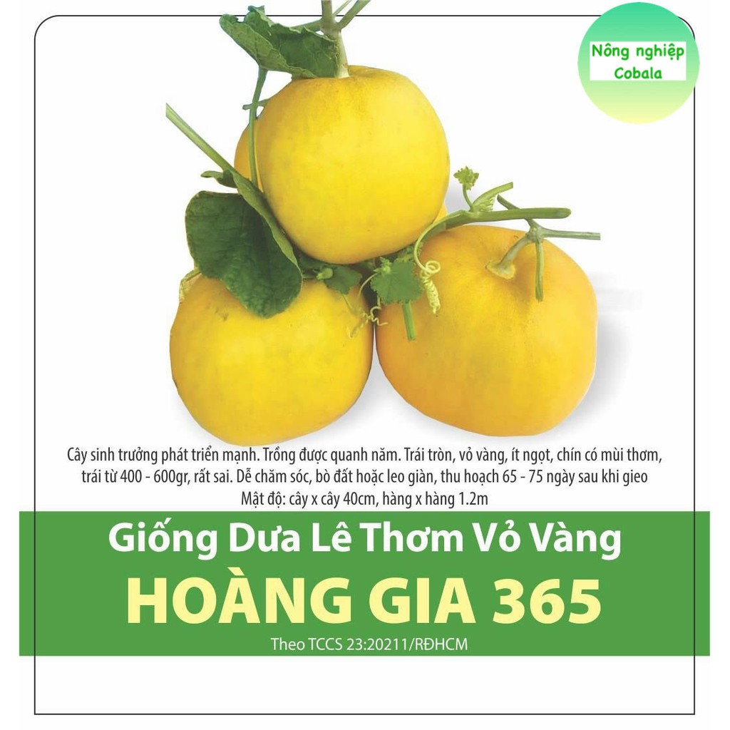 Hạt Giống Dưa Lê Vỏ Vàng 1gr