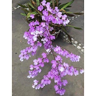 🍀BAO CHẤT🍀Hoa Lan Vũ Nữ Pẻu (10 khóm đủ màu)