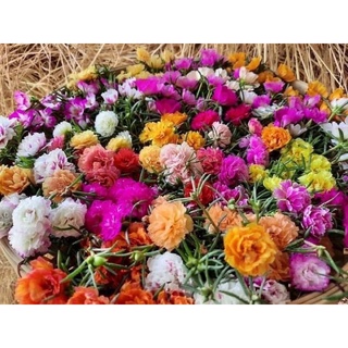 2 kg cành hoa 10 giờ hoa mười giờ Thái kép mix màu Ngagarden