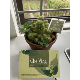 Trà vằng túi lọc