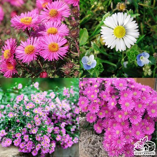 100 hạt giống hoa thạch thảo nhiều màu