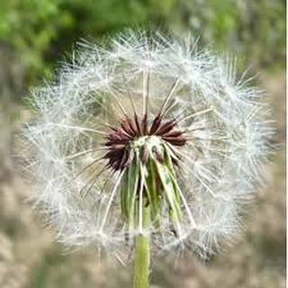 Cây giống bồ công anh thấp vườn trồng hữu cơ