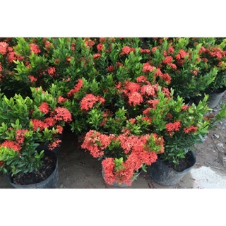 Cây bông Trang sen thái cây mini ( hoa đỏ )