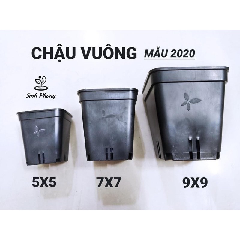 Chậu nhựa trồng sen đá, xương rồng vuông các size