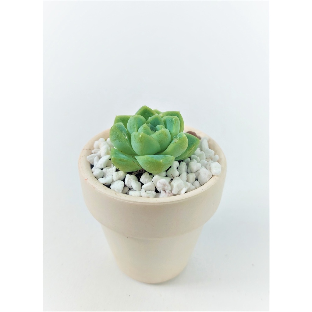 Sen đá mini - kèm chậu gốm trắng