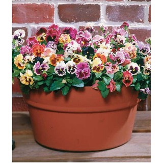 Hạt giống hoa Pansy nhún mix