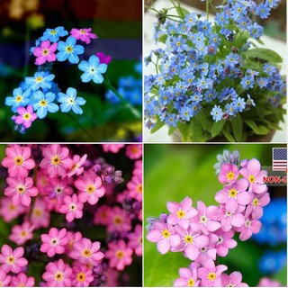 Hạt giống hoa lưu ly mix
