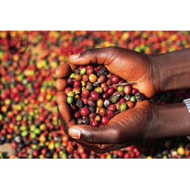 Cà phê Culi robusta E-SKY Coffee nguyên chất 100% rất đậm pha phin pha máy cold brew 250g | BigBuy360 - bigbuy360.vn