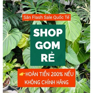 𝐁𝐀̀𝐍 𝐂𝐇𝐀̉𝐈 Đ𝐈𝐄̣̂𝐍 𝐍𝐀𝐎𝐓𝐄𝐂𝐇 𝐇𝐀̀𝐍 𝐐𝐔𝐎̂́𝐂  (CÓ BILL),làm trắng răng,chống nước