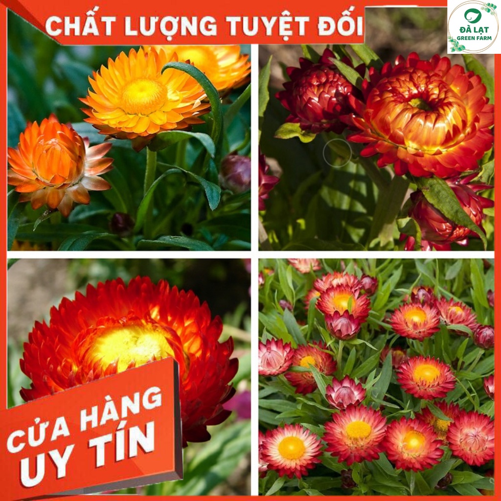 🏵️100H_HẠT GIỐNG HOA BẤT TỬ (NẢY MẦM SIÊU CHUẨN)🏵️