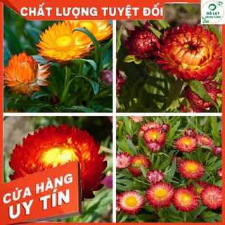 🏵️100h_hạt giống hoa bất tử 🏵️