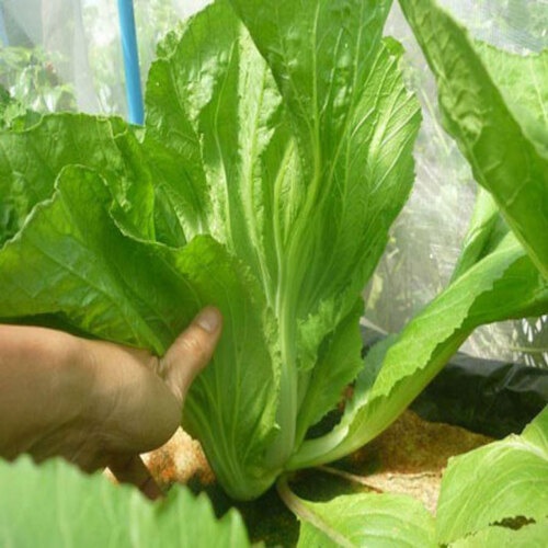 Hạt giống cải bẹ dưa (cải bẹ Đông Dư, cải bẹ muối dưa) - Shop hạt giống