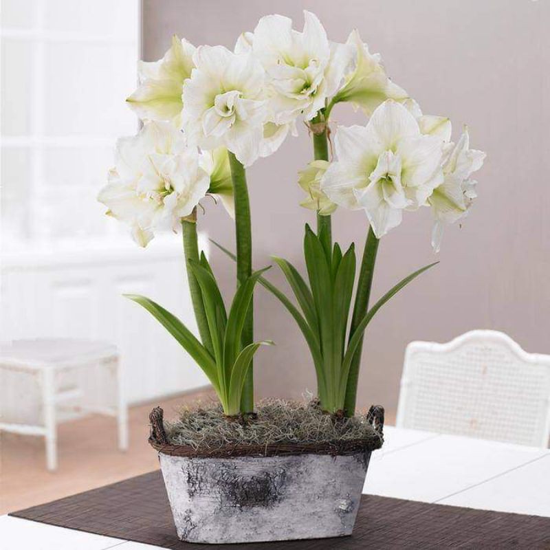 Củ baby hoa lan huệ trắng kép Alfresco