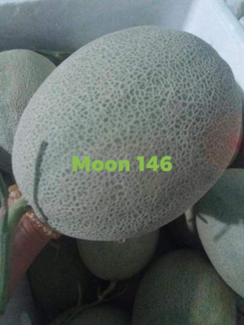 [Hạt Giống Nhật]Gói 10 hạt dưa lưới moon 146 ruột cam siêu ngọt chịu nhiệt tốt