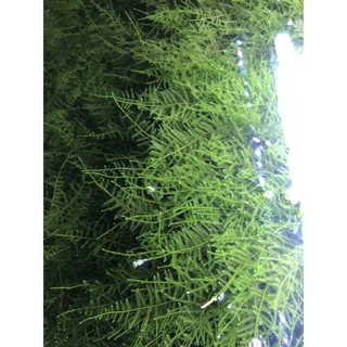 Rêu thuỷ sinh Java Moss vỉ 10x10cm