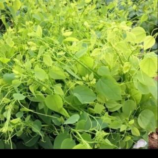 Com bo 10 Cây giống rau bò khai.dược liệu quý