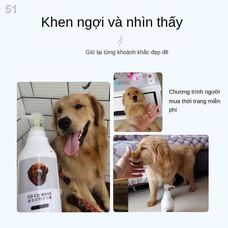 Golden Retriever sữa tắm đặc biệt dành cho chó trưởng thành và conA